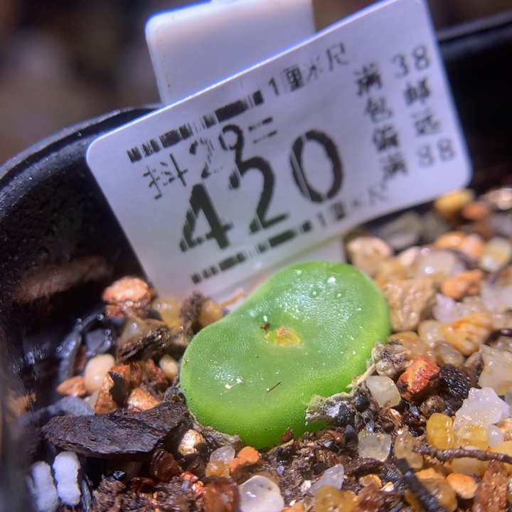 精品生生花29.420水晶鞋