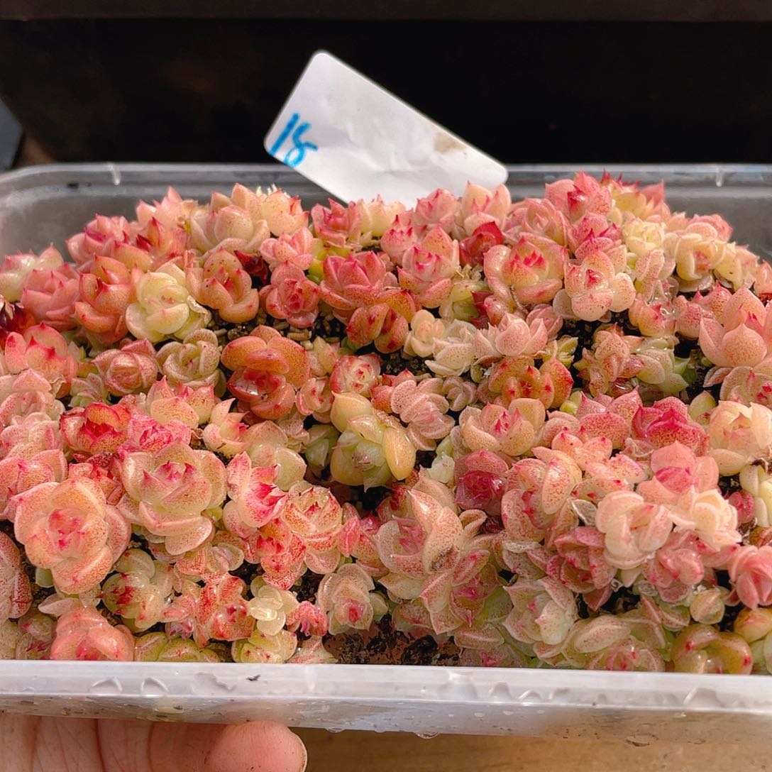 多肉植物多肉植物15