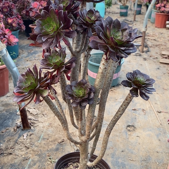 黑法多肉植物5。    