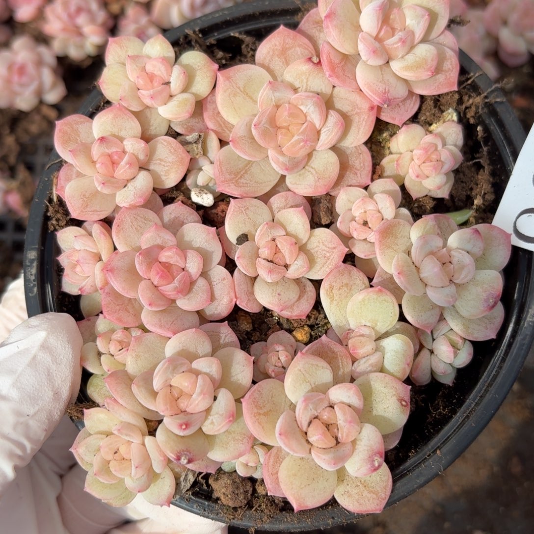 多肉植物多肉植物909