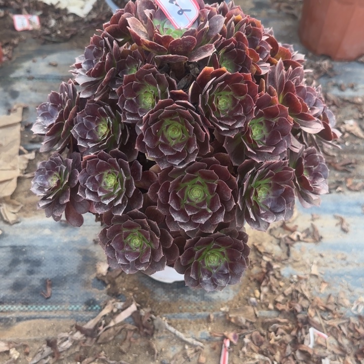 22-6赤焰莲多肉不包售后