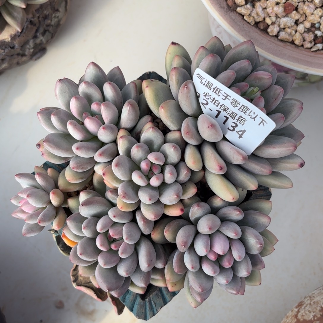 1134美人杂多肉植物