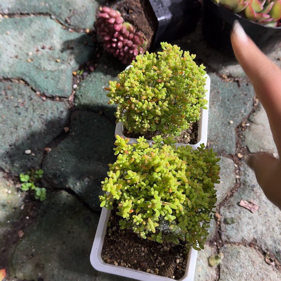 蜜桔糖球多肉植物