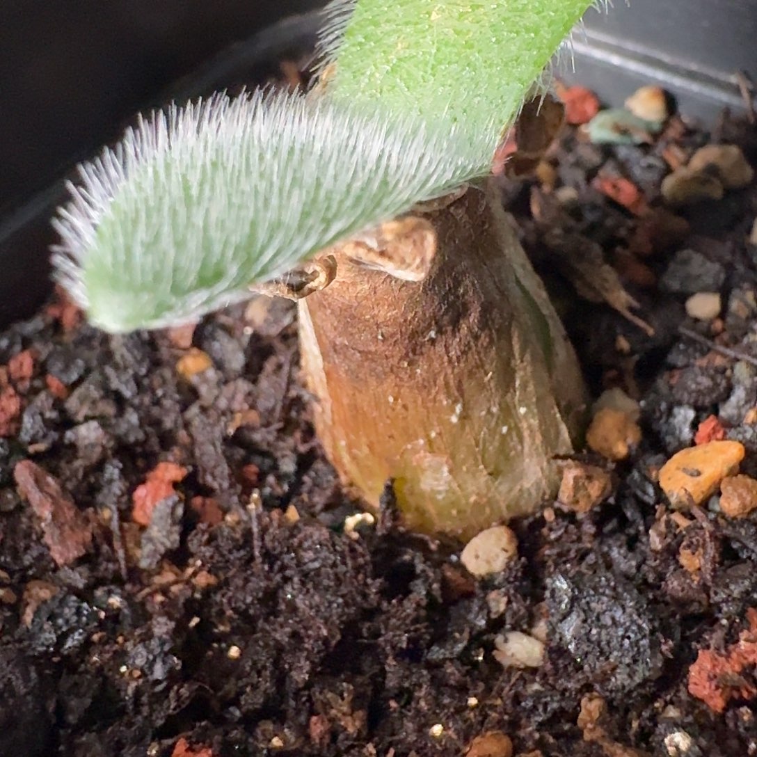 白花毛叶血莲带盆发约1.4cm