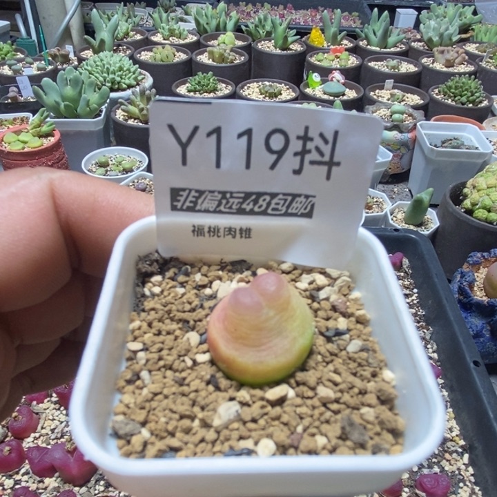 拉登一物一拍119号1.8厘米左右