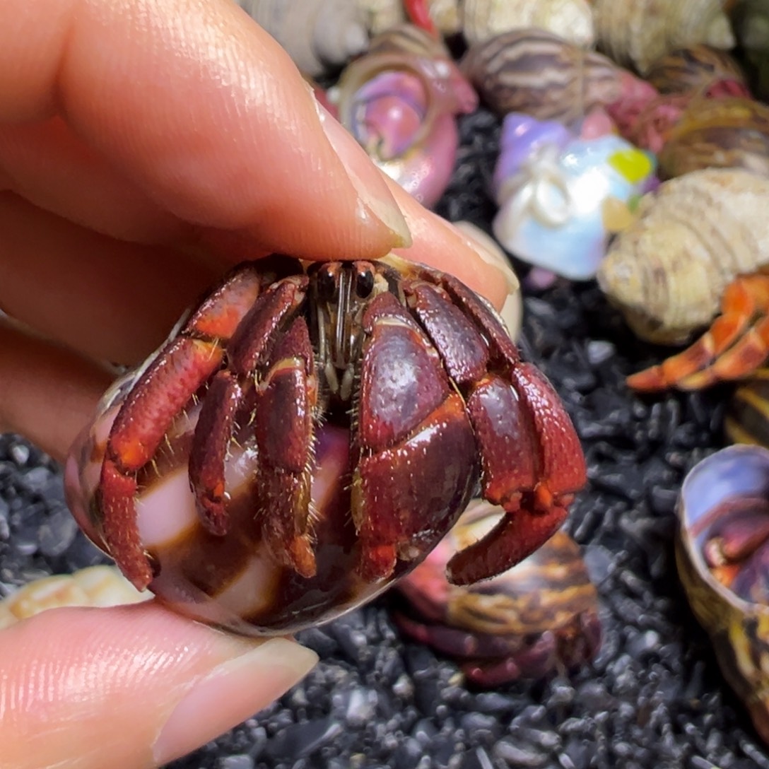 爬宠陆生寄居蟹2.1口