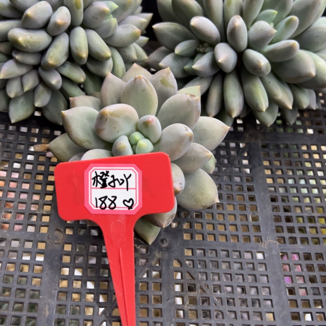 我不喜欢别人在别人，橙子吖188