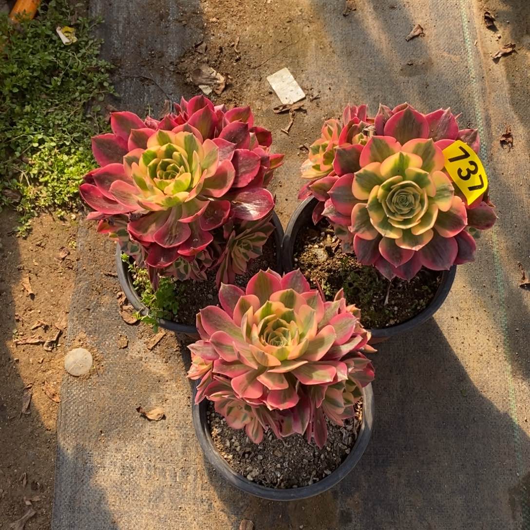 粉女郎三颗有砍737