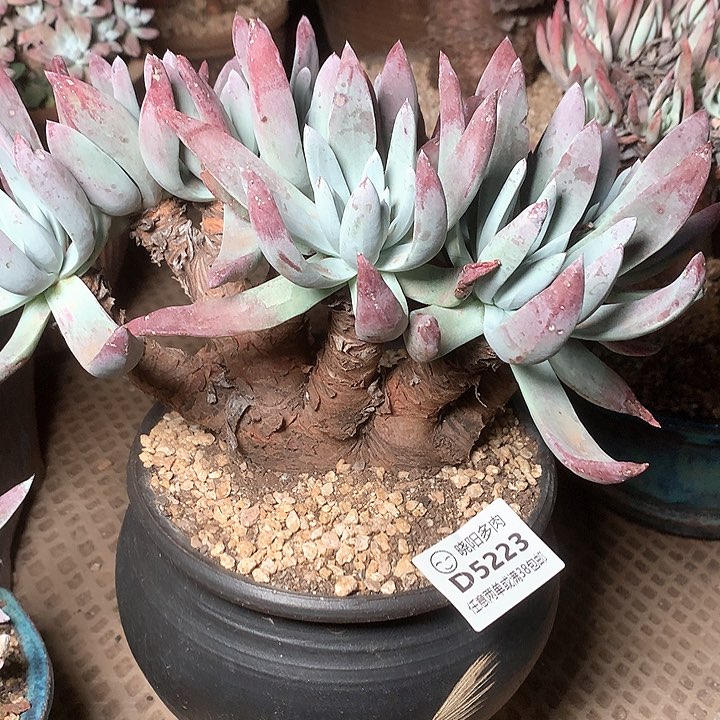 5223苹果叶杂交多肉