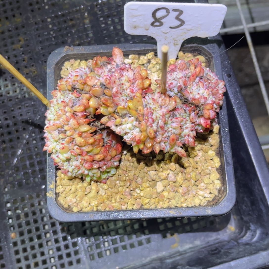83 号小曹年度一物一拍
