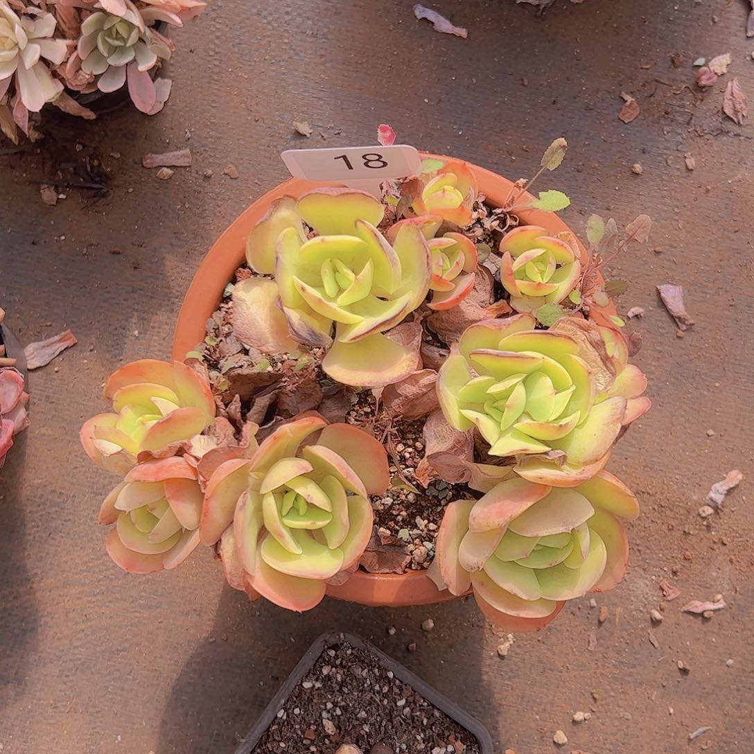 ❤️****18鸡蛋碧桃20不售后