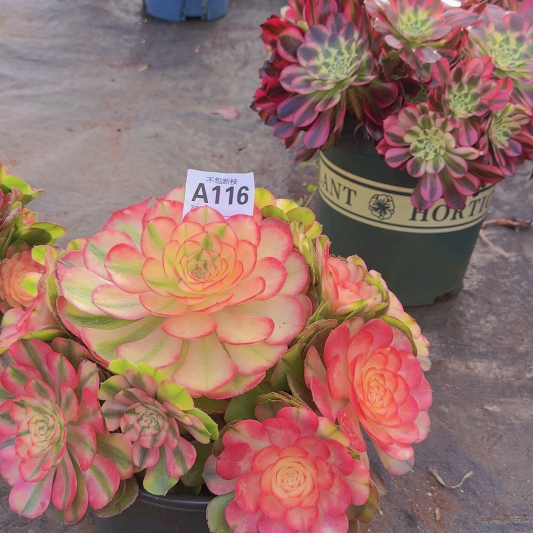 燕精品多肉植物116