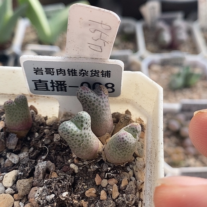 梅萨种源955D斑马4头群