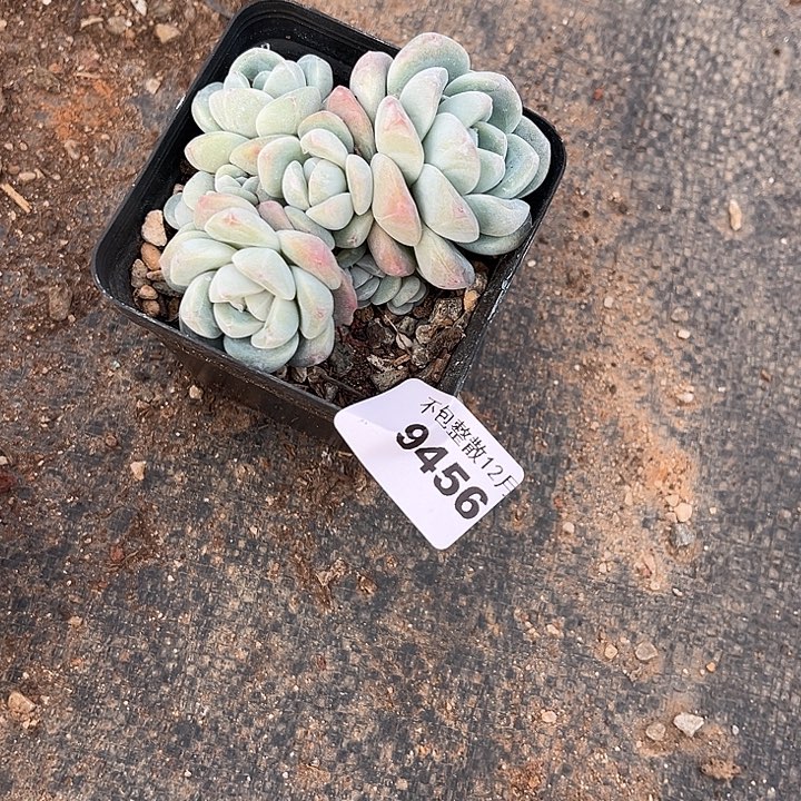 阿雅园艺。        9456