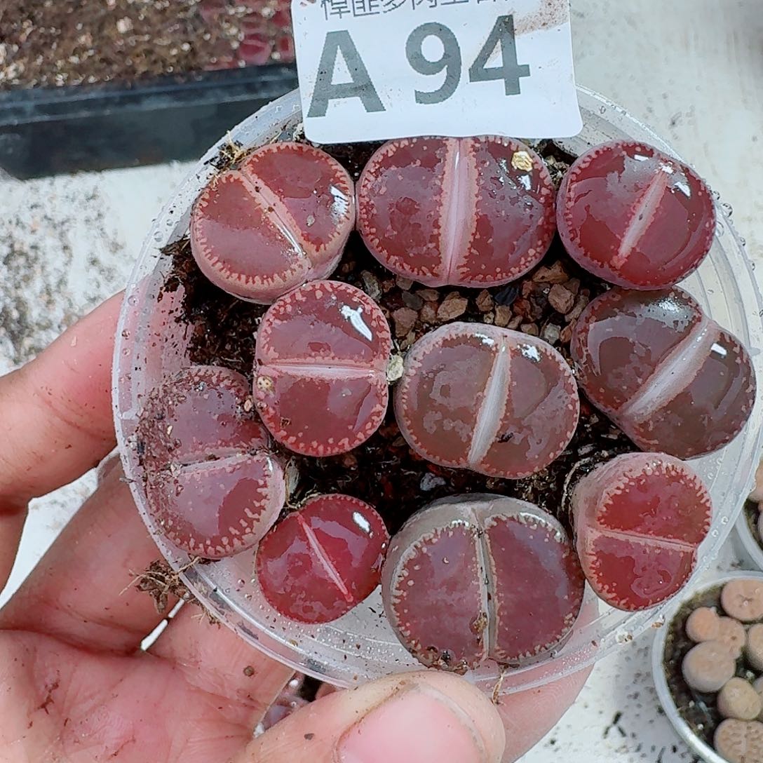 94多肉植物多肉植物