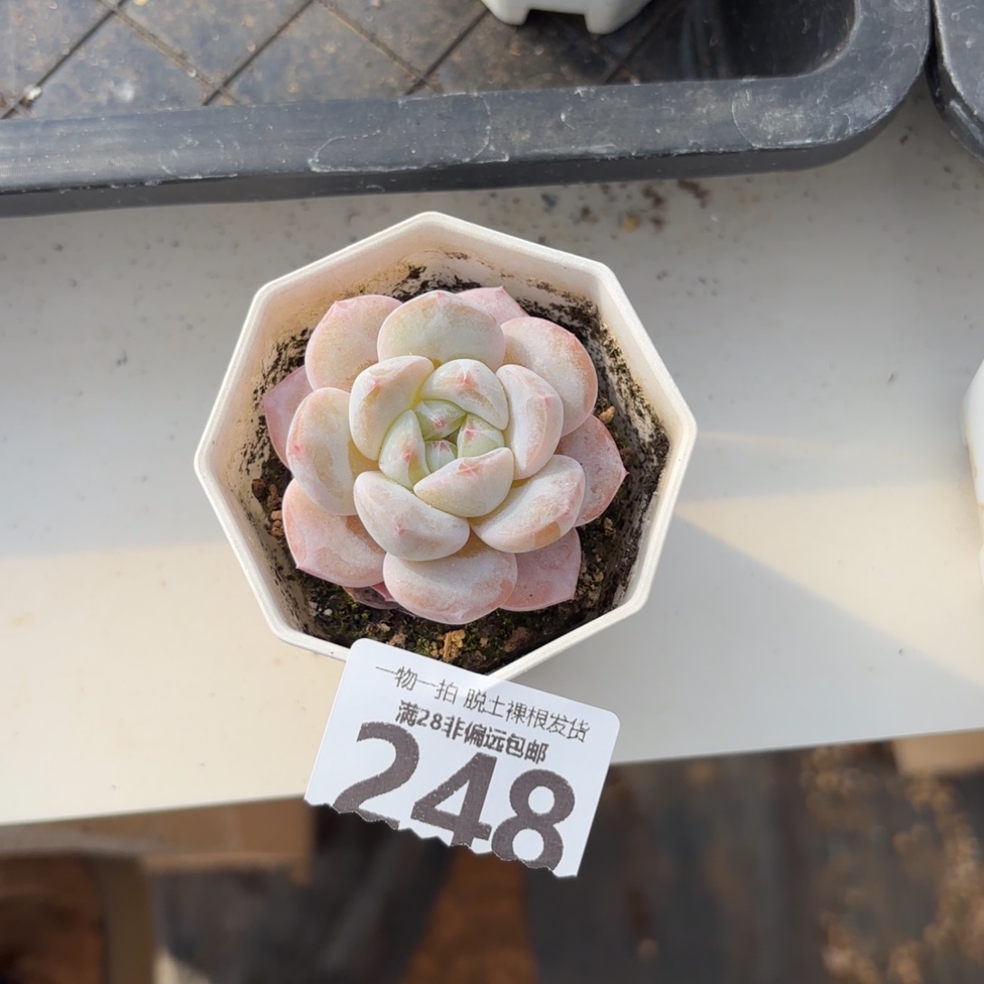 奶芙单头无盆土发货