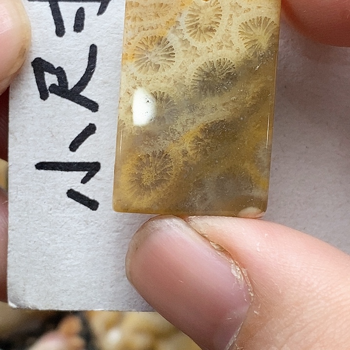 颈饰未镶嵌硅化珊瑚（珊瑚玉）