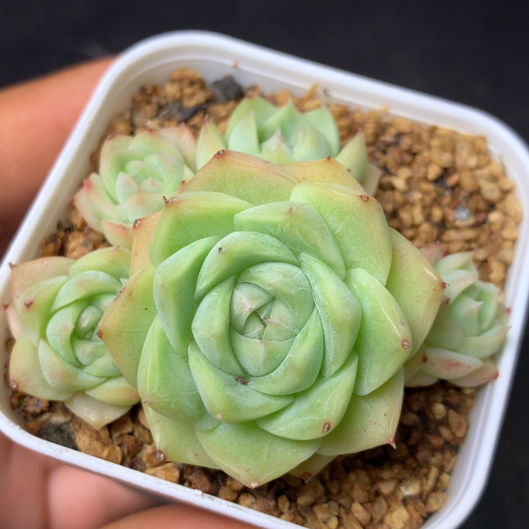 9 精品多肉一物一拍