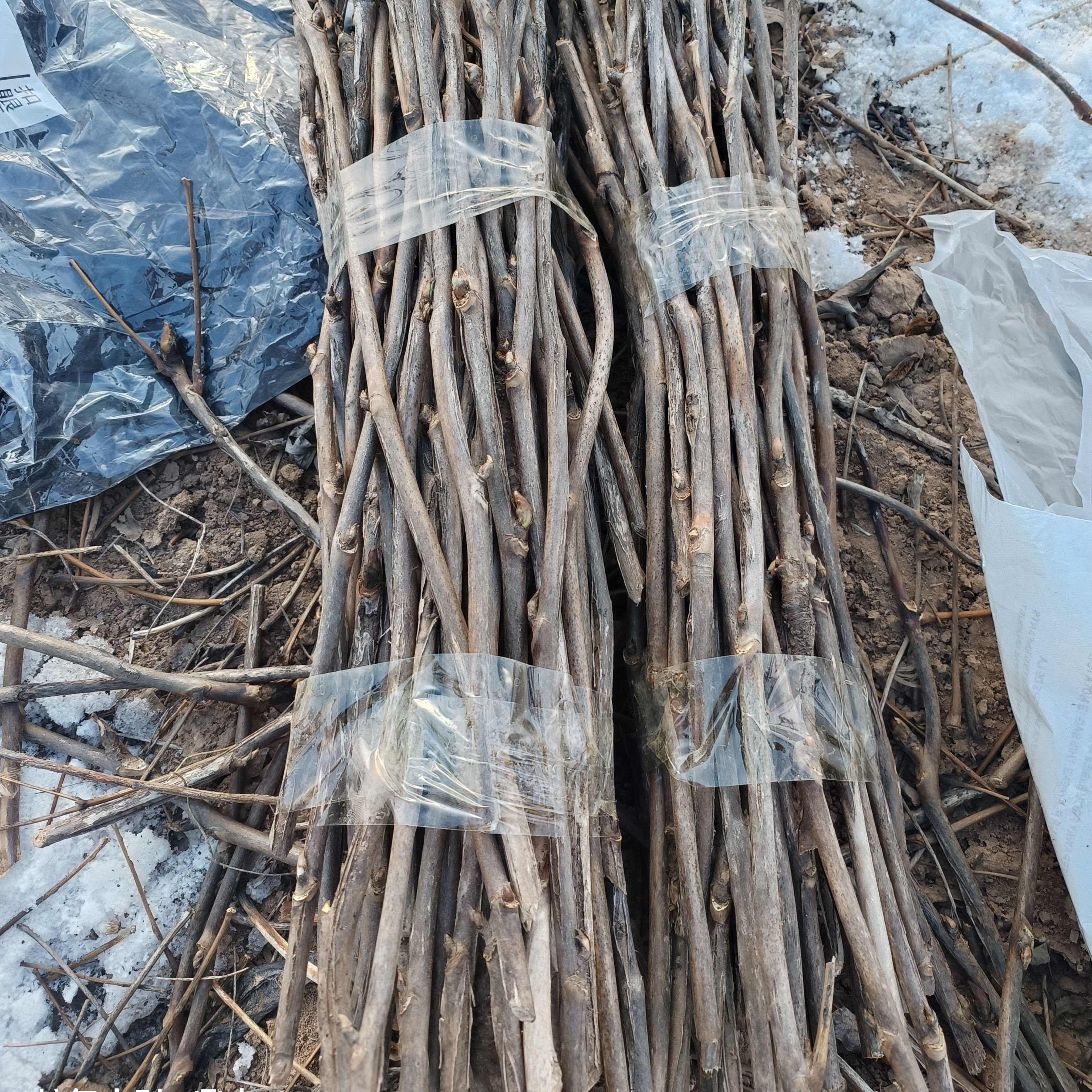 紫斑牡丹，中国红千层绣球花，接穗，100枝一组（送20枝）包邮到家