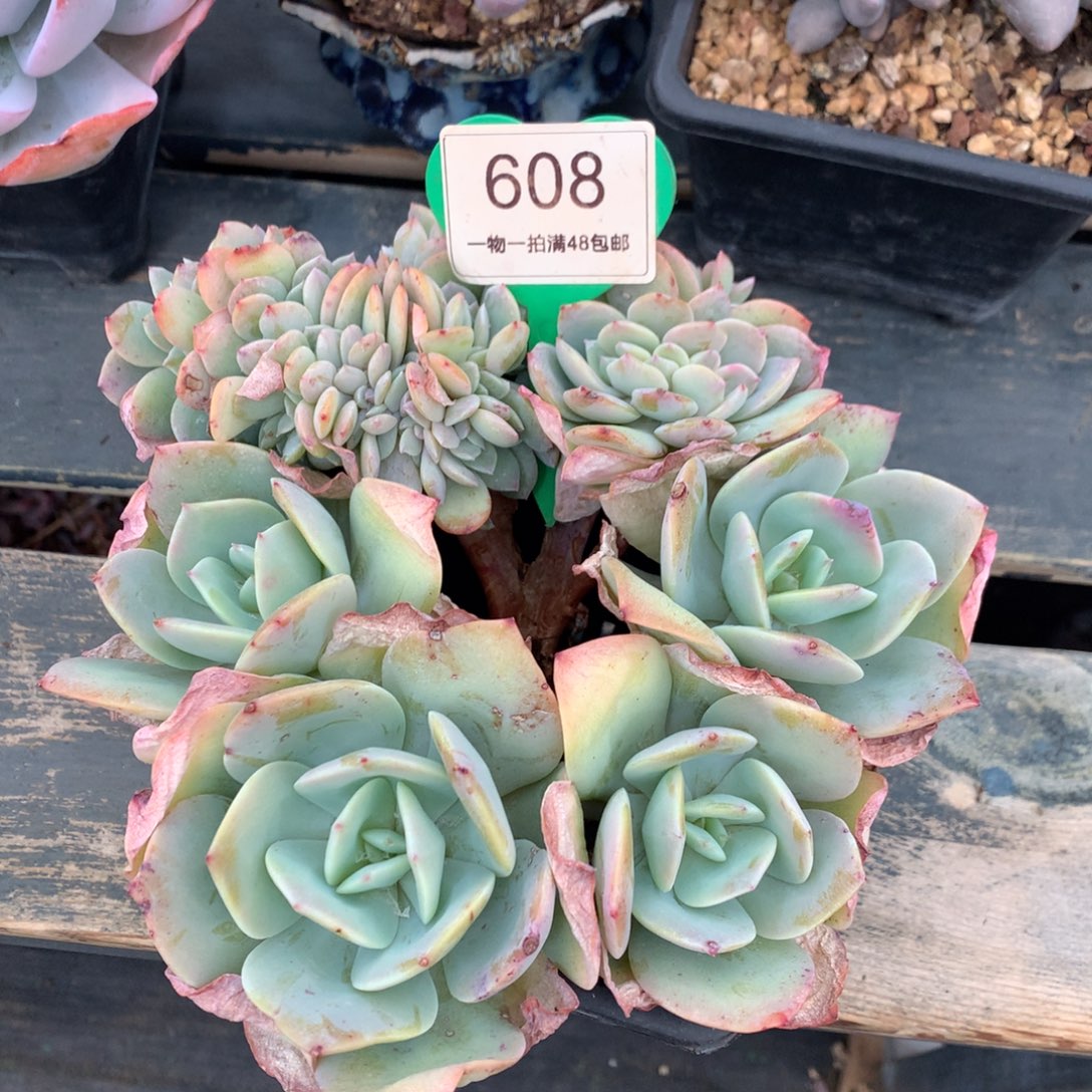 雪凤缀化微瑕疵608