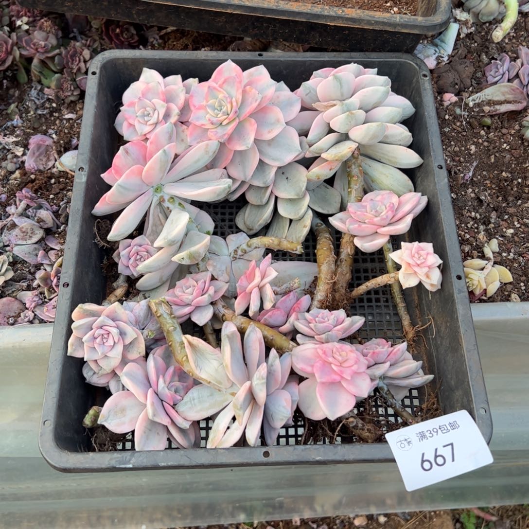 667紫乐锦老桩多肉植物紫乐