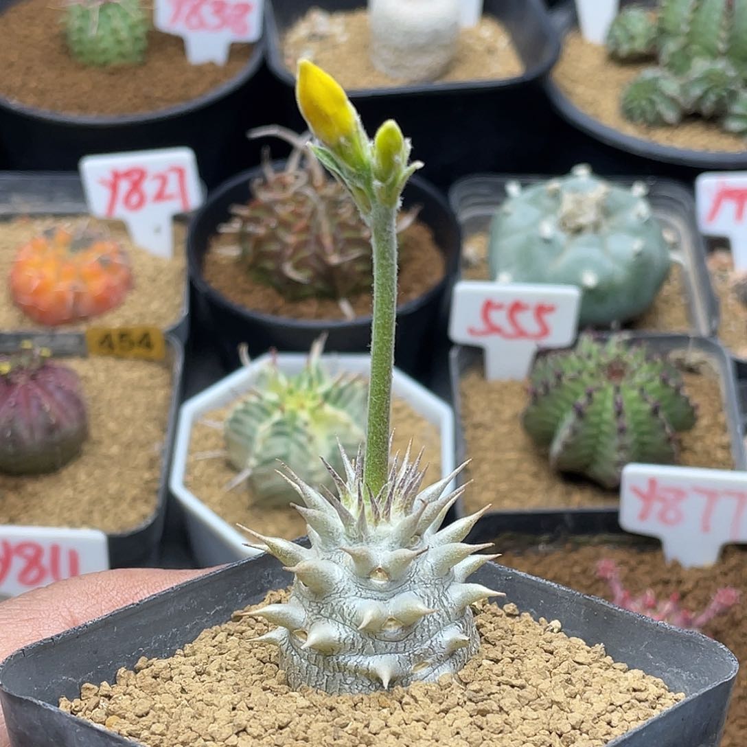 实生惠比大黑 致远多肉