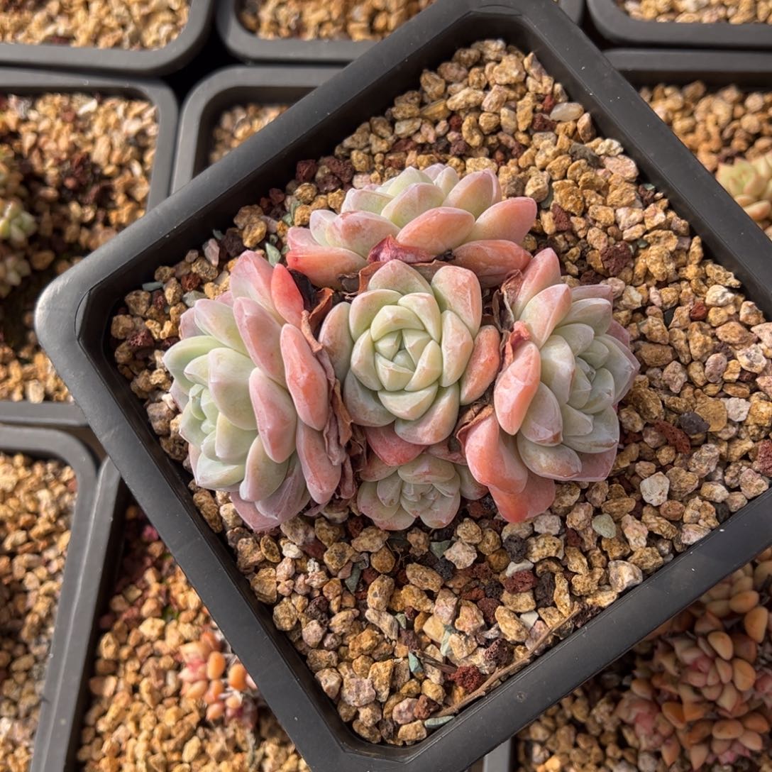 H***s冰玉小老桩 脱土发货 