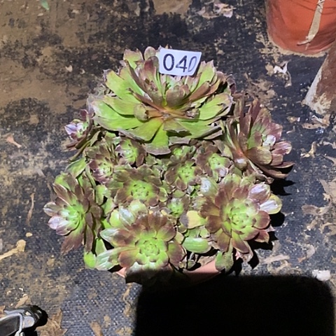 多肉植物法师40红丝绒