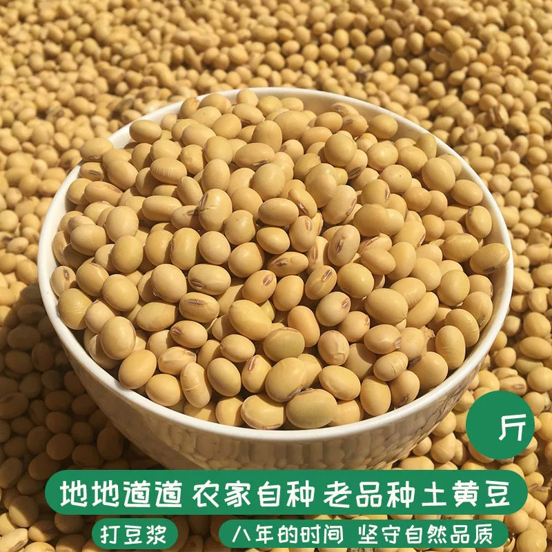 2025新黄豆农家自种非转基因打豆浆专用大豆老品种土笨肾形黄豆
