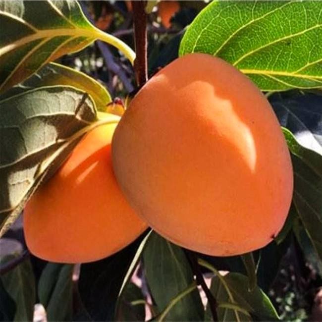 鸡心柿子树苖嫁接柿饼南方北方种植耐寒庭院盆栽当年结果