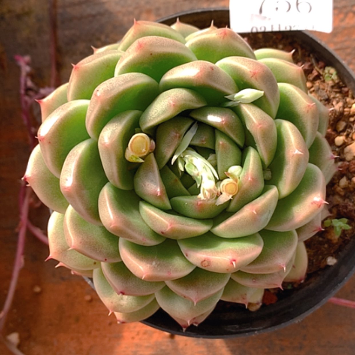 【闪购商品】云756号10公分