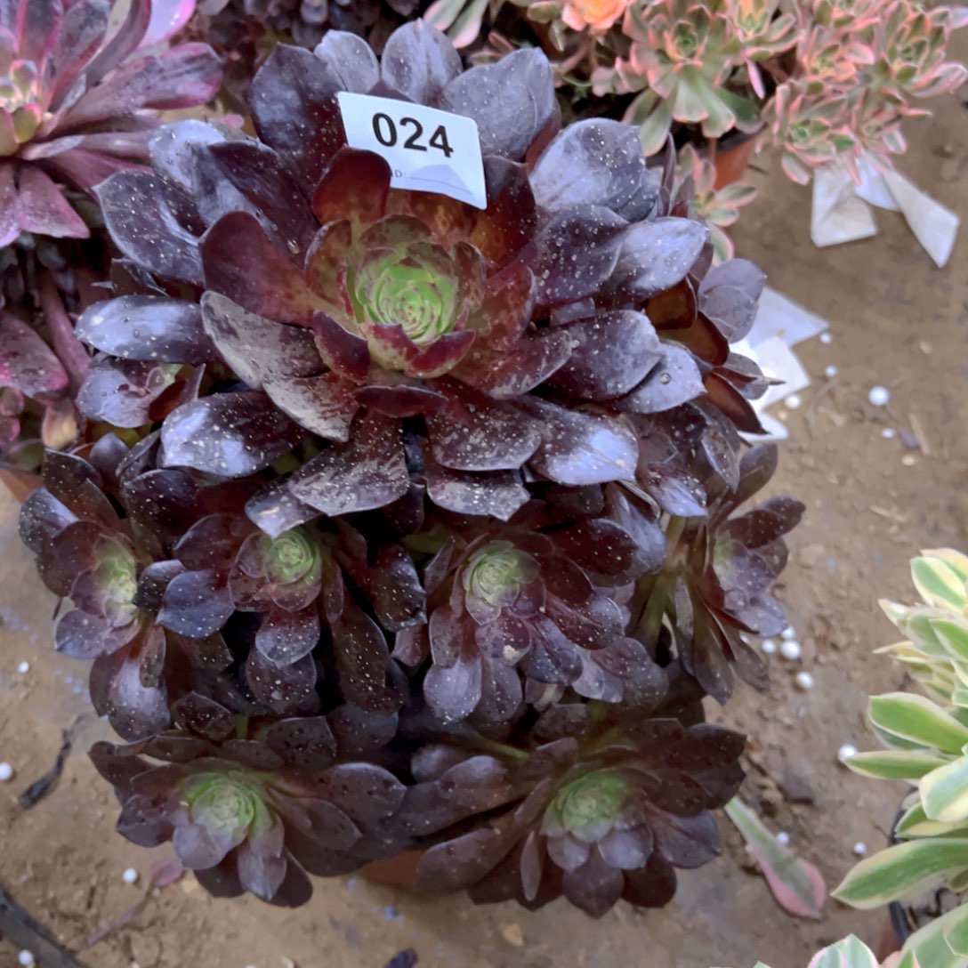 024赤焰莲多肉植物法师