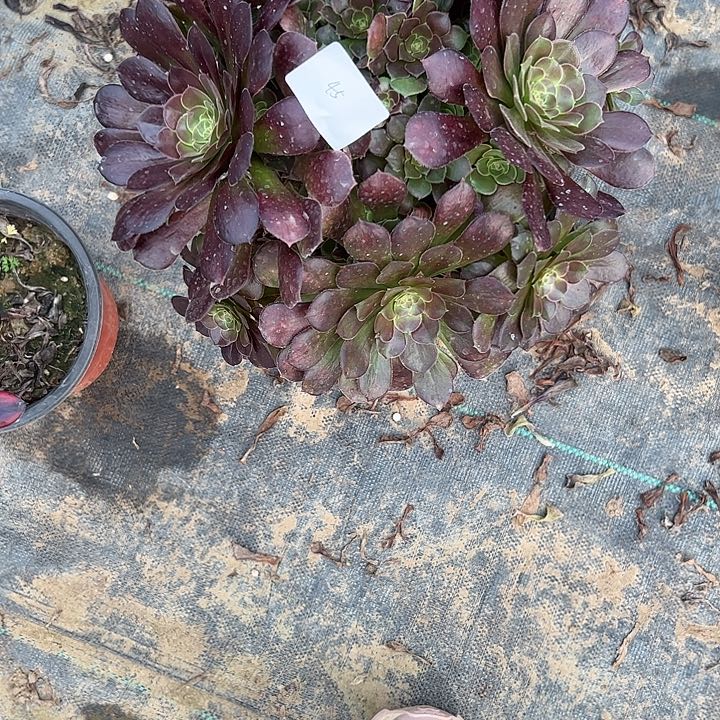 雨**道多肉法师植物链接45