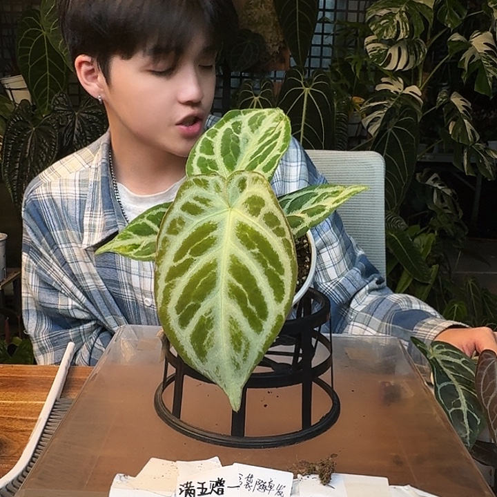 不开花植物I191银色面纱杂skG银