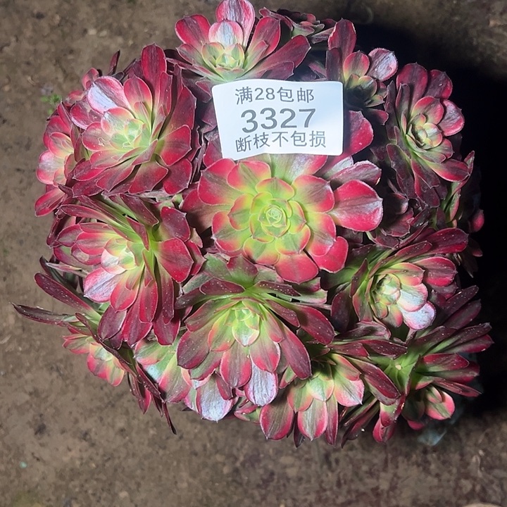 3327红玫瑰安娜多肉植物