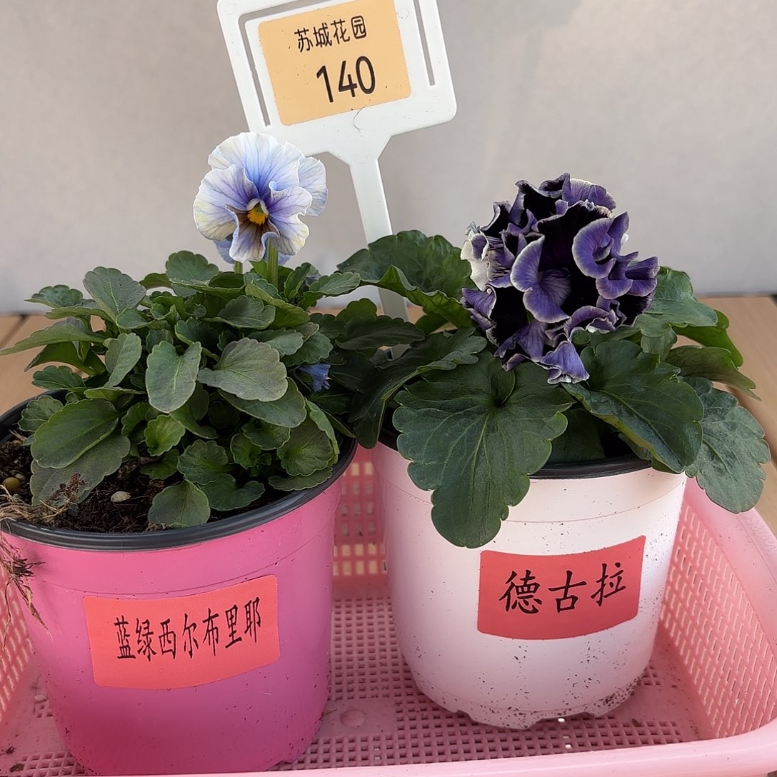 大部分开放少量花苞140