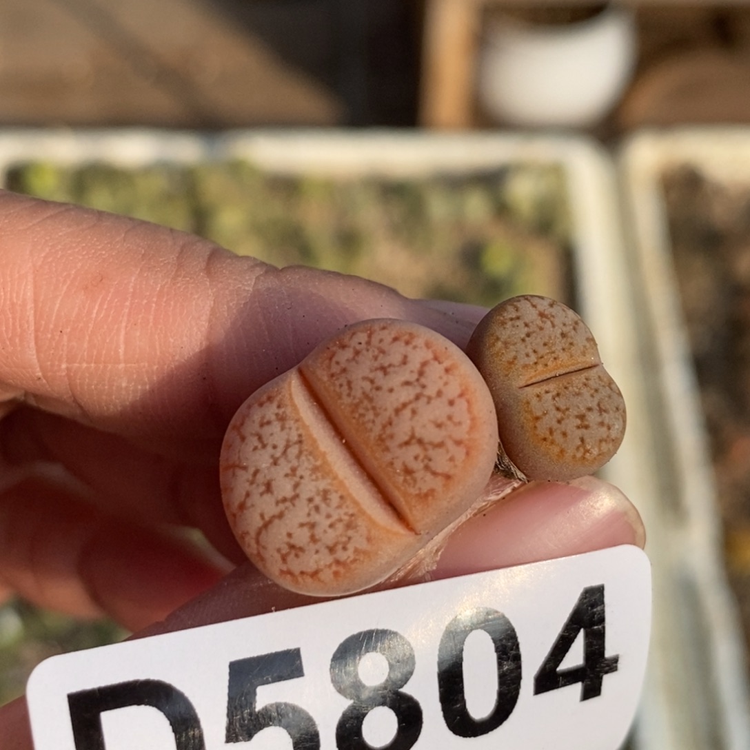 5804 双头拿铁母本一颗