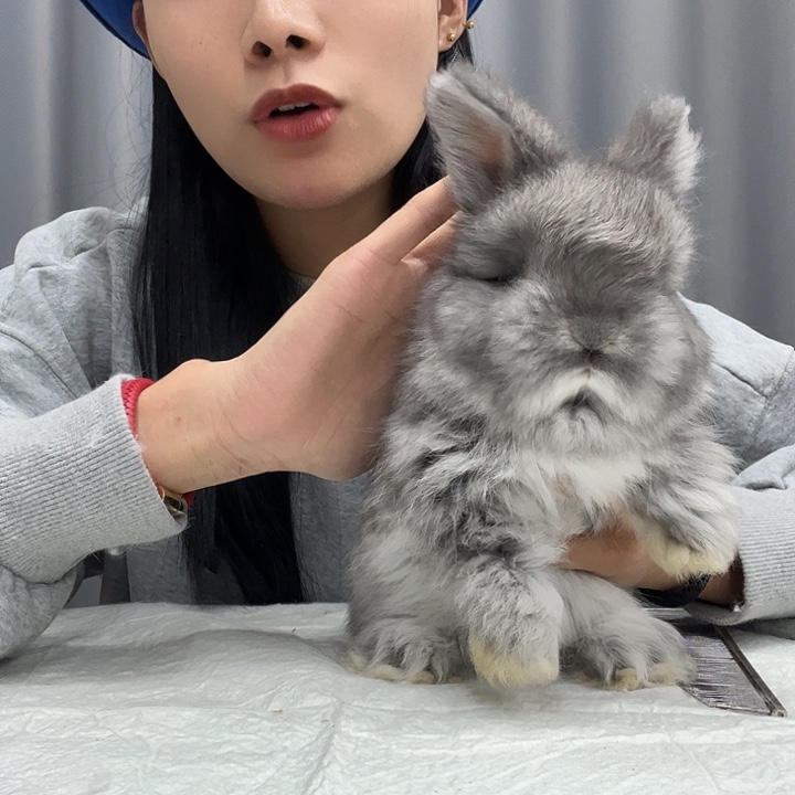 网红同款安哥拉兔星黛露