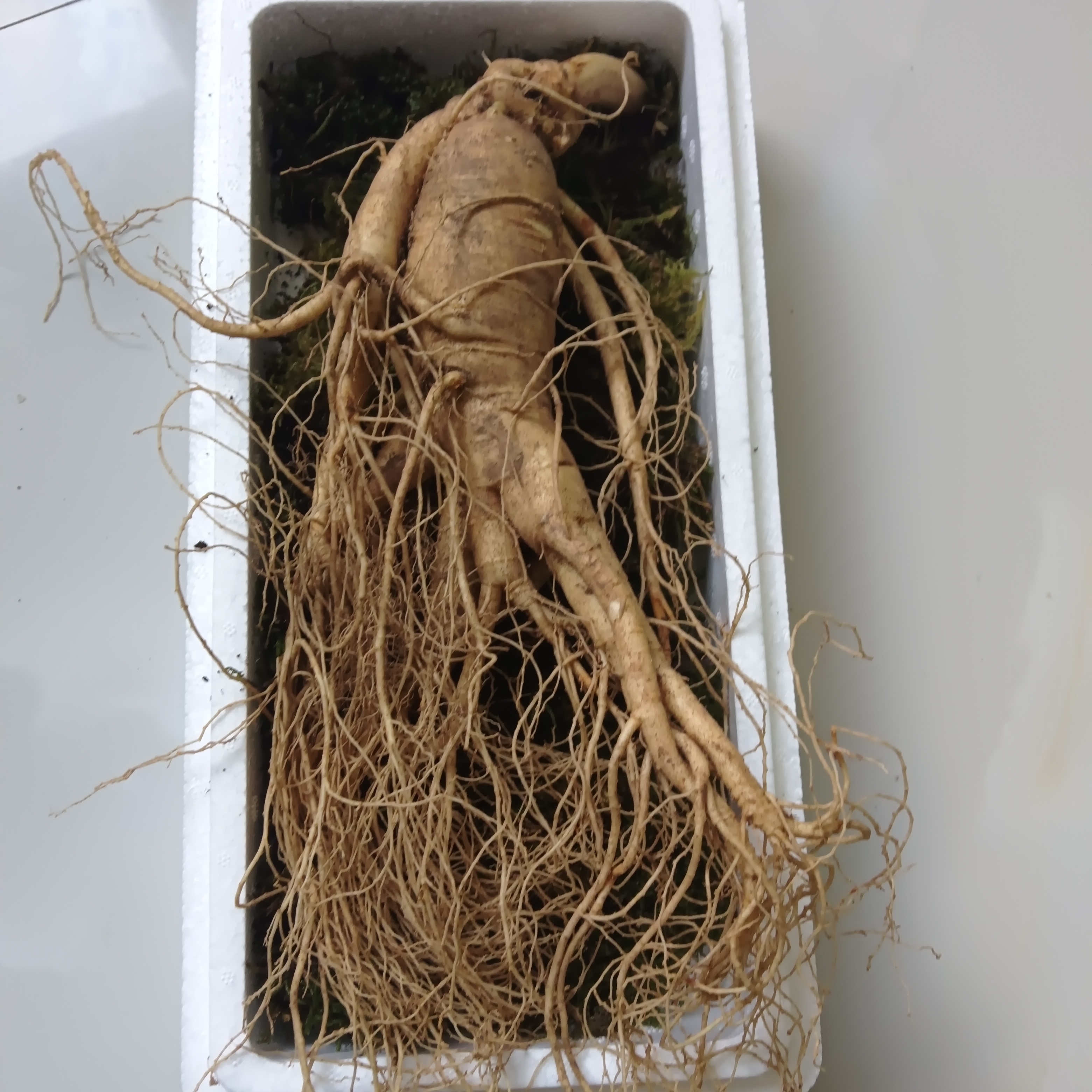 200克左右新鲜带土可泡酒煲汤的保鲜参