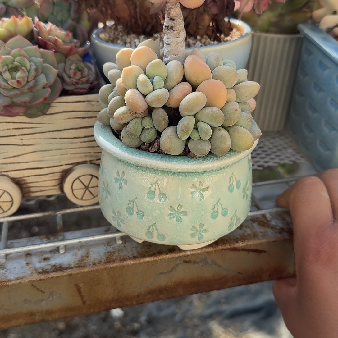 洛神带盆多肉植物净后