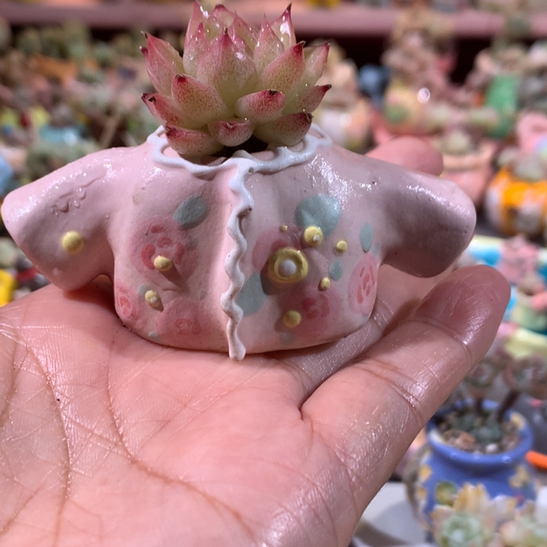 精品麦秆带盆发货    