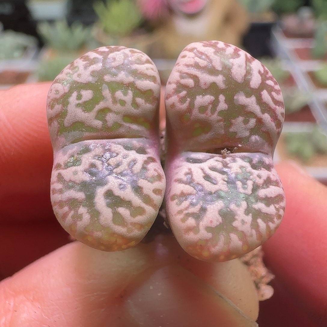 鸟。            733