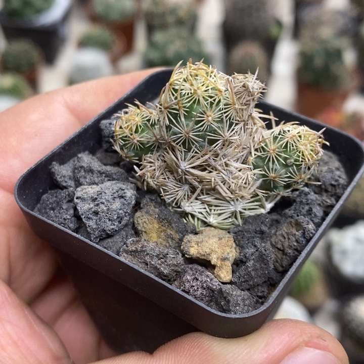 紫王子群特价福利