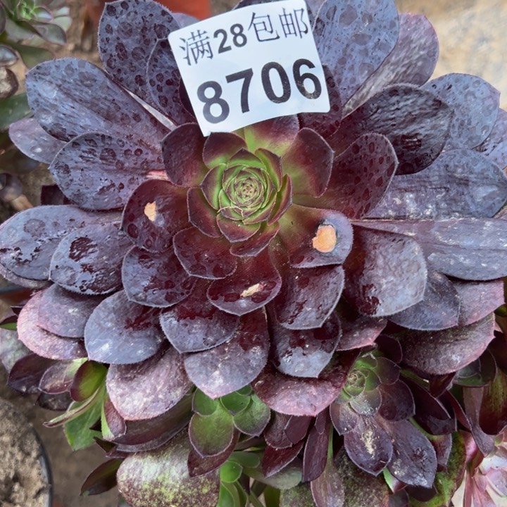 8706南黑魔多肉植物