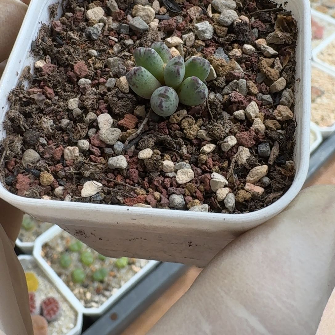 『***』1207-049原始斑马