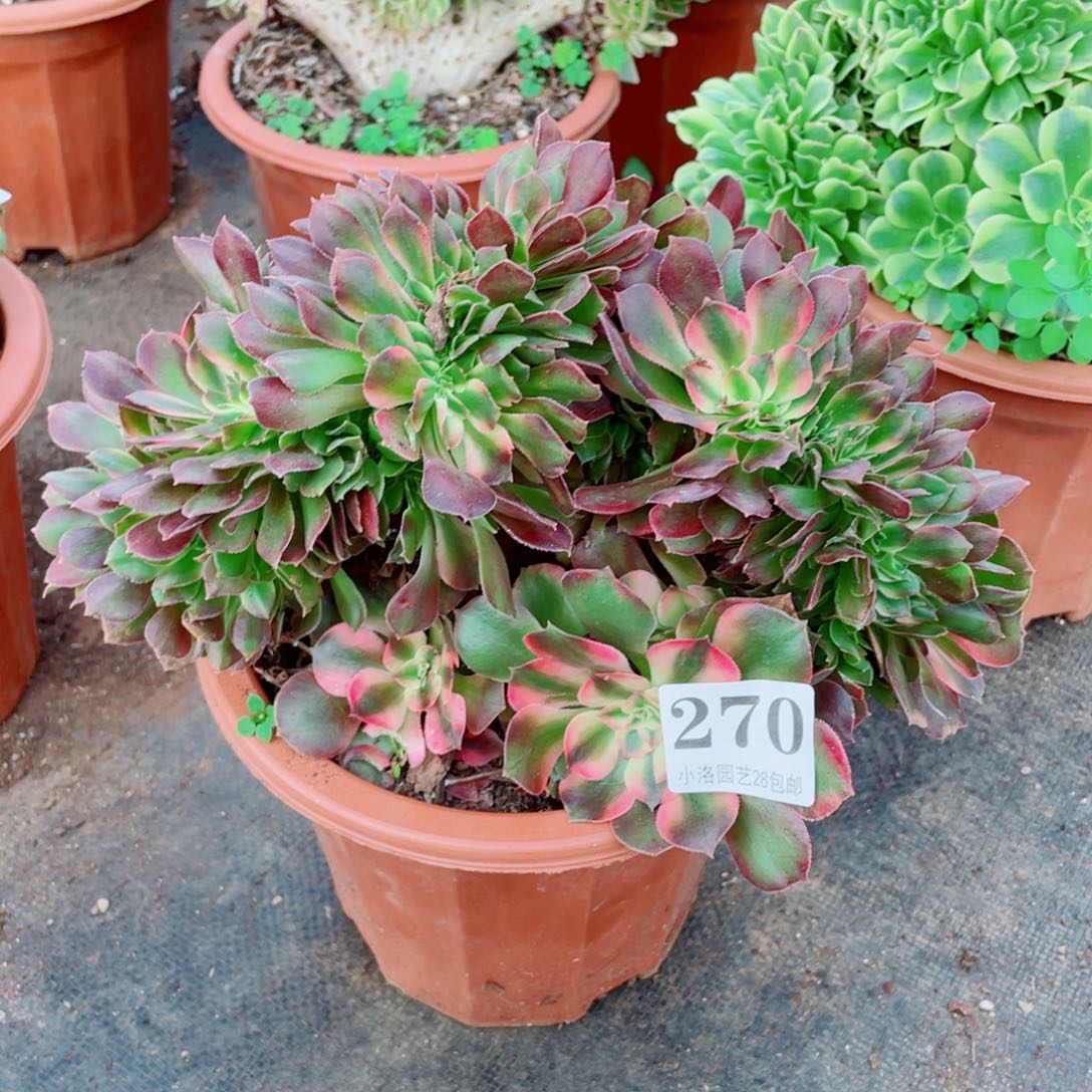 270号香妃缀化多肉植物法师