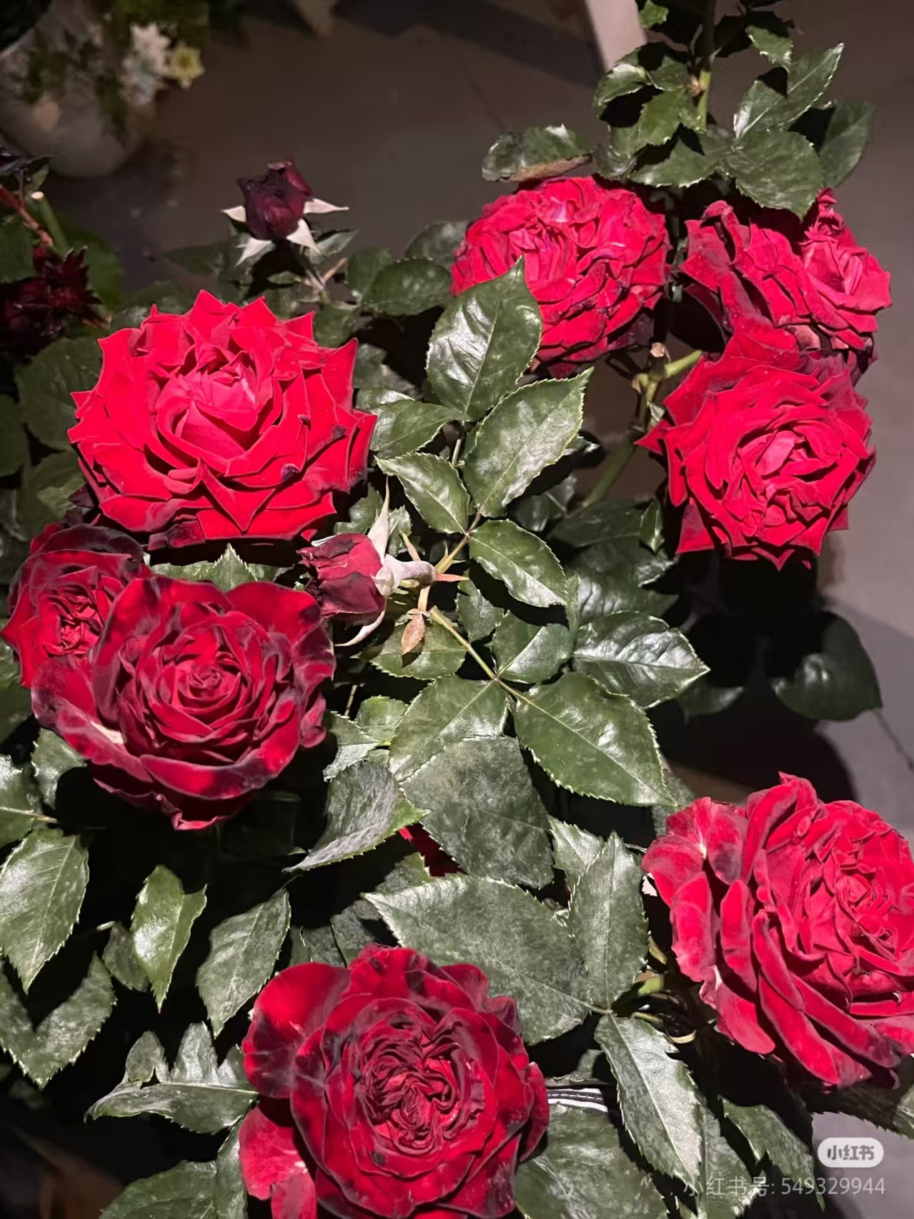 【黑金 】3加仑根接露天苗冷链发货