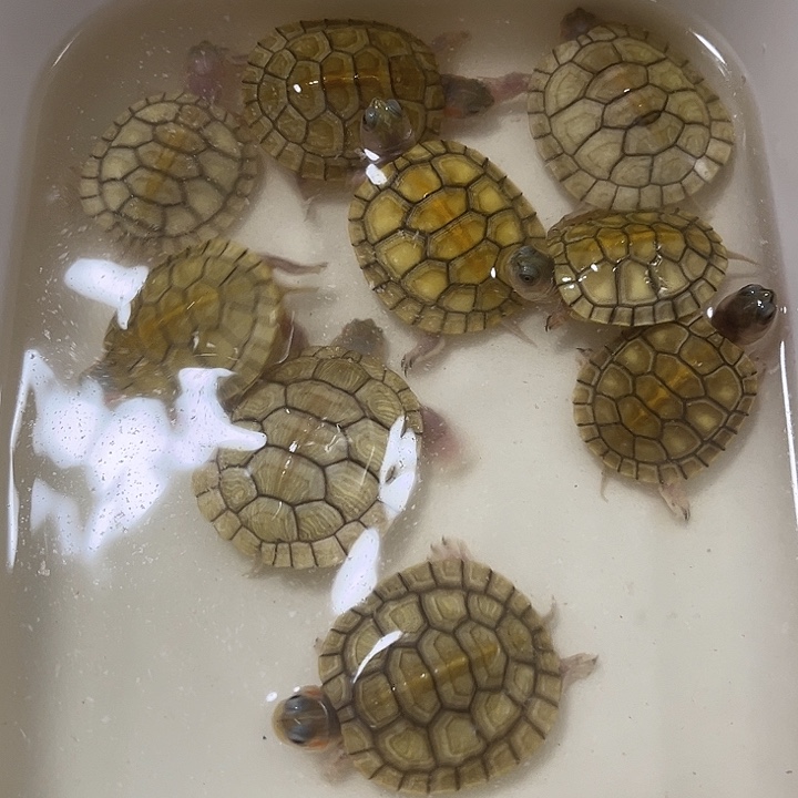 宠物龟不分公母果冻