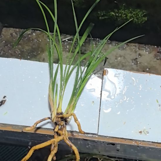 完全开放香王彩虹