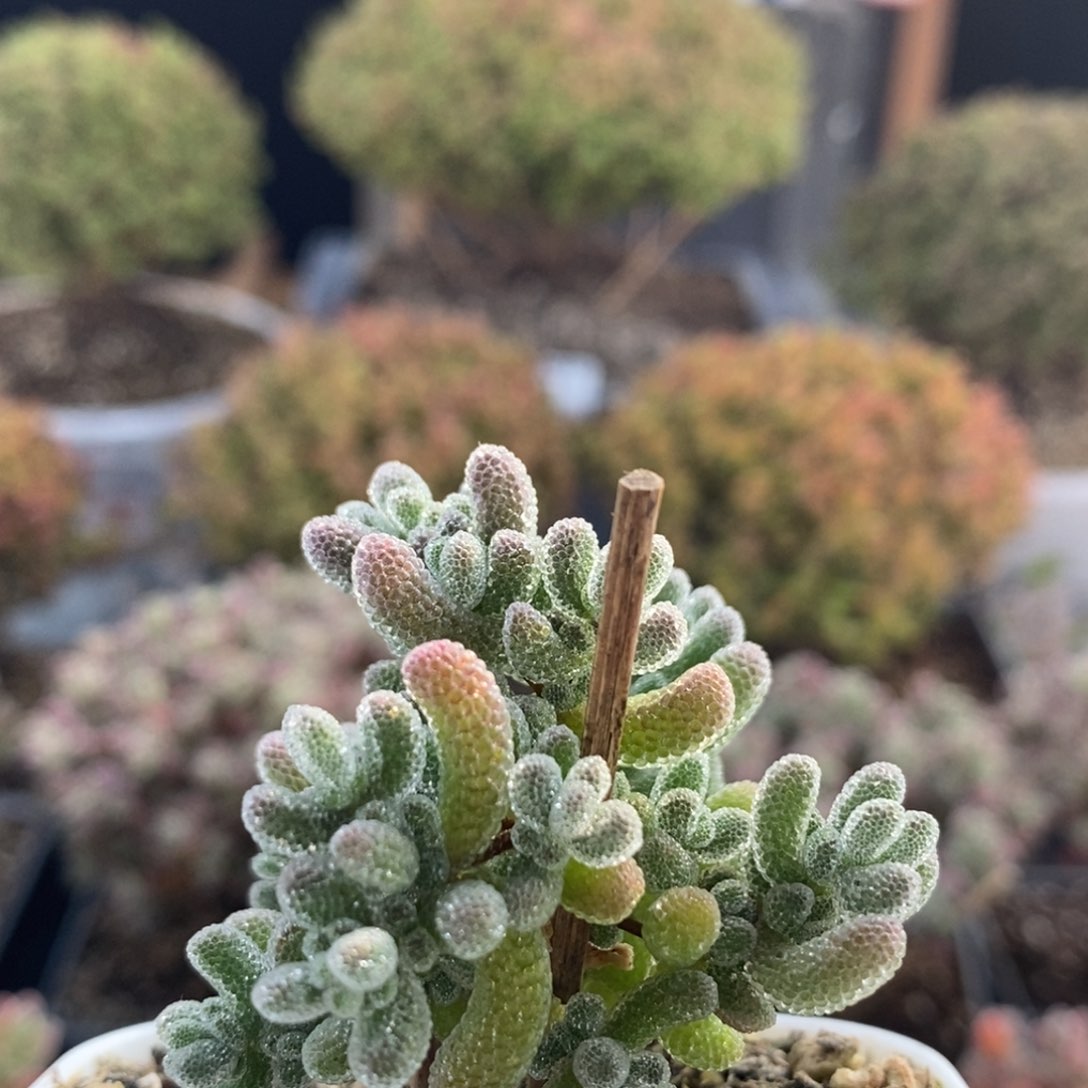 优选冰晶7376枝干番杏